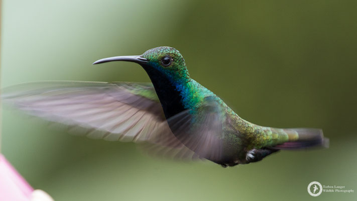 Anthracothorax nigricollis / Black-throated Mango / Schwarzbrust-Mangokolibri ♂