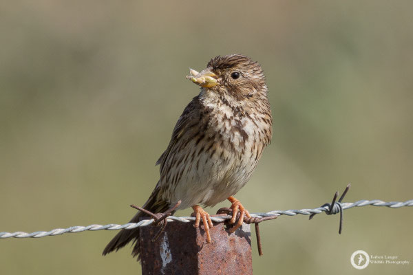 Corn Bunting