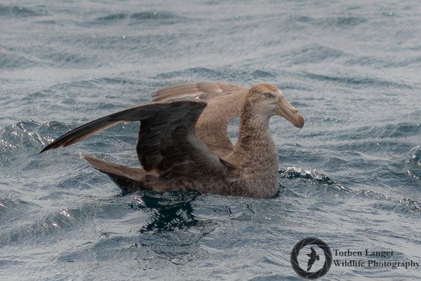 Macronectes halli / Northern Giant Petrel / Hallsturmvogel