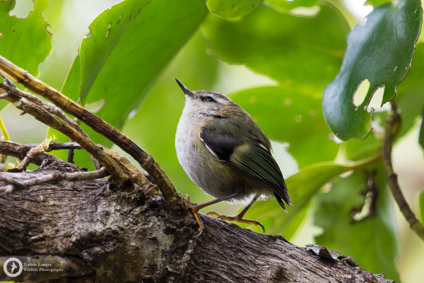 Acanthisitta chloris / Rifleman / Grünstummelschwanz