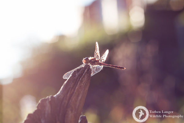 Dragonfly / Libelle