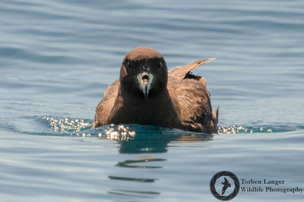 Procellaria westlandica / Westland Petrel / Westland-Sturmvogel