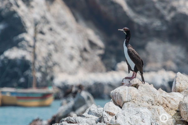 Leucocarbo bougainvilliorum / Guanay Cormorant / Guanoscharbe