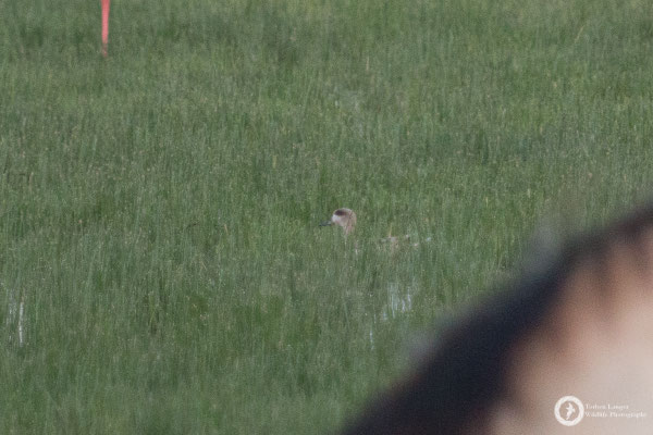 The rare Marbled Duck or Marbled Teal... a shitty photo, but a nice bird