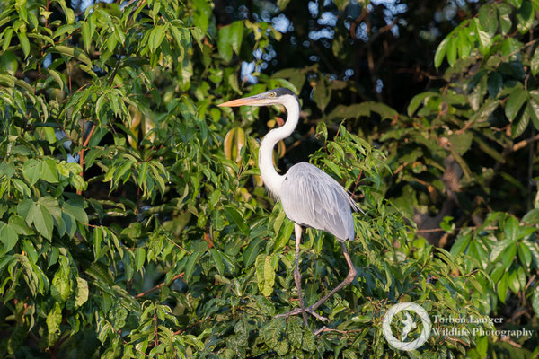Ardea cocoi / Cocoi Heron / Cocoireiher