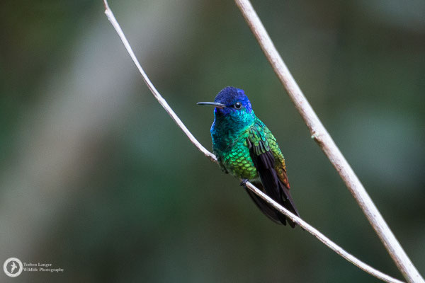 Chrysuronia oenone - Golden-tailed Sapphire - Bronzeschwanz-Saphirkolibri ♂