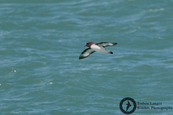 Daption capense / Cape Petrel / Kapsturmvogel