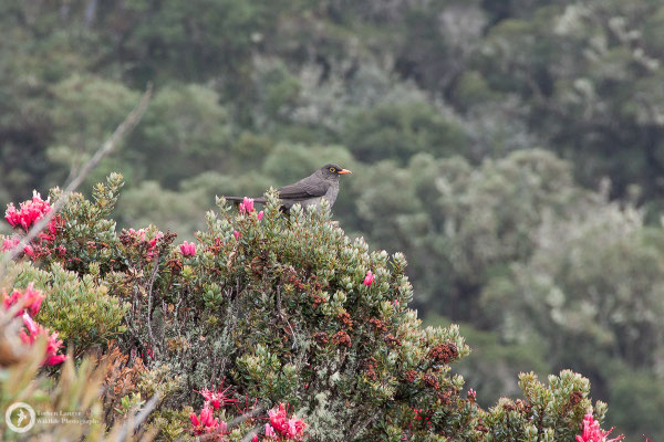 Turdus fuscater / Great Thrush / Riesendrossel