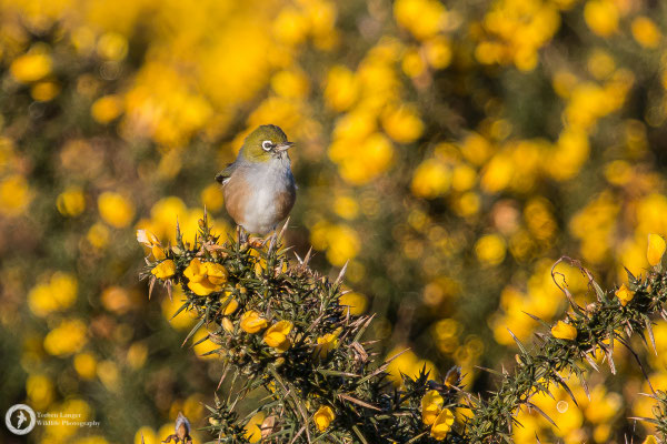Zosterops lateralis / Silvereye / Graumantel-Brillenvogel