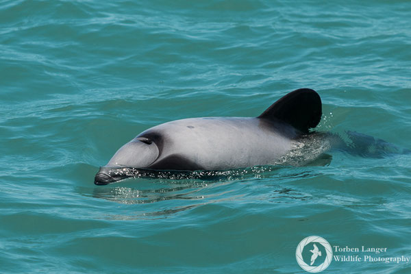 Cephalorhynchus hectori / Hector's Dolphin / Hector-Delfin