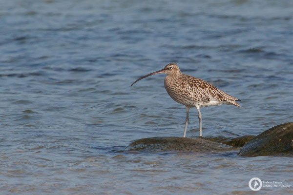 Numenius arquata / Eurasian Curlew / Großer Brachvogel