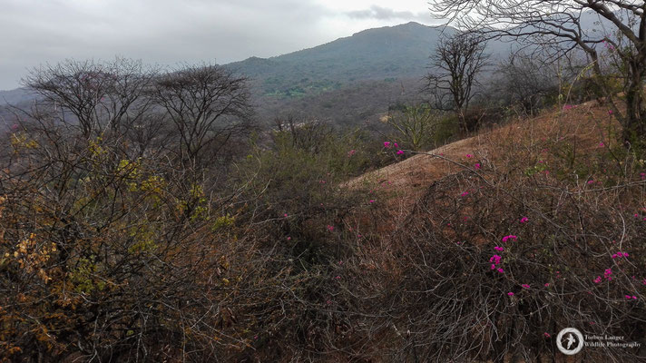 The dry forest in NW Peru is an interesting place...