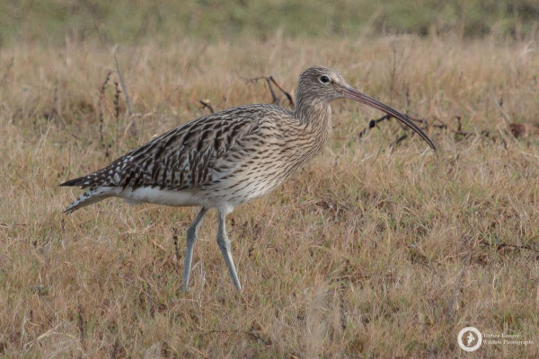 Numenius arquata / Eurasian Curlew / Großer Brachvogel