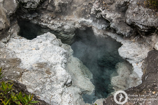 Thermal spring at Whakarewarewa Village in Rotorua