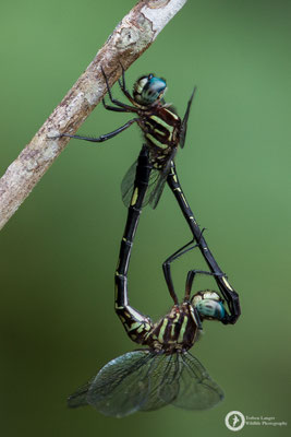Dragonfly / Libelle
