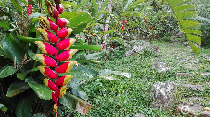 Heliconia