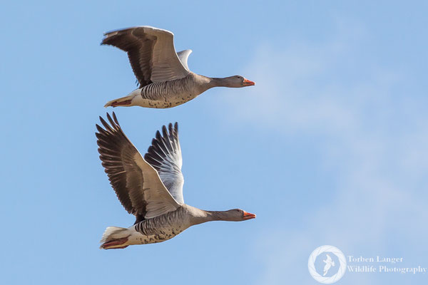Anser anser / Greylag Goose / Graugans