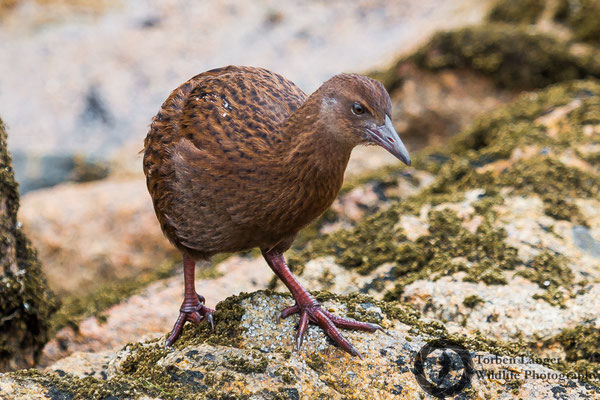 Gallirallus australis / Weka / Wekaralle