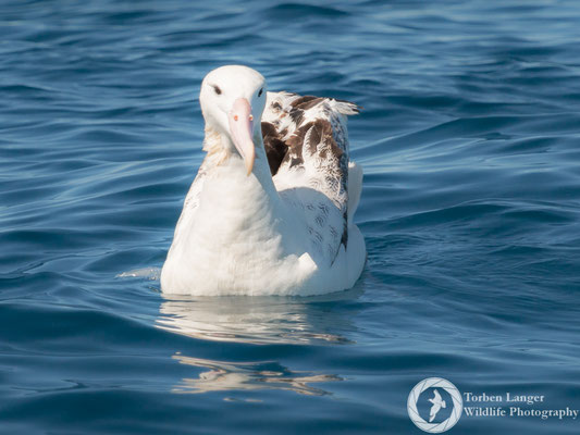 Diomedea epomorpha / Southern Royal Albatross / Südlicher Königsalbatros
