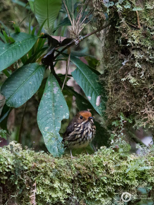 Ochre-fronted Antpitta