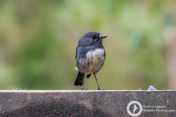 A South Island Robin on Ulva Island