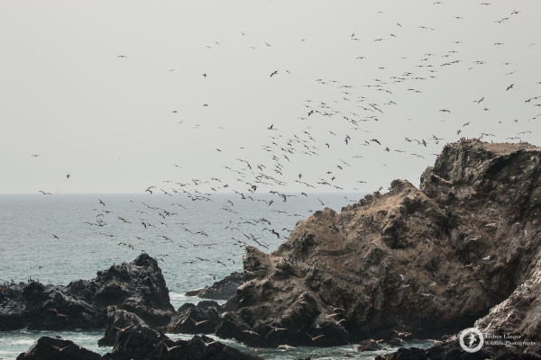 Pelecanus occidentalis / Brown Pelican / Braunpelikan & Pelecanus thagus / Peruvian Pelican / Chilepelikan