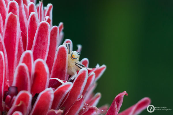 Thomisidae / Crab Spider / Krabbenspinne