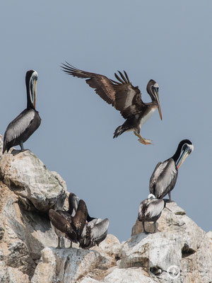 Pelecanus thagus / Peruvian Pelican / Chilepelikan