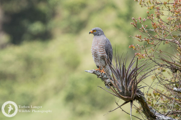 Rupornis magnirostris / Roadside Hawk / Wegebussard