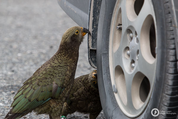 Nestor notabilis / Kea