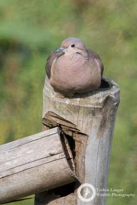 Zenaida auriculata / Eared Dove / Ohrflecktaube