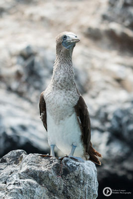 Sula nebouxii / Blue-footed Booby / Blaufußtölpel