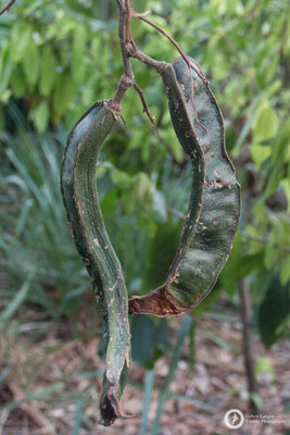Fruits
