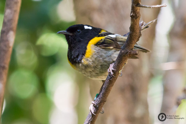 Notiomystis cincta / Stitchbird / Stichvogel / Hihi ♂