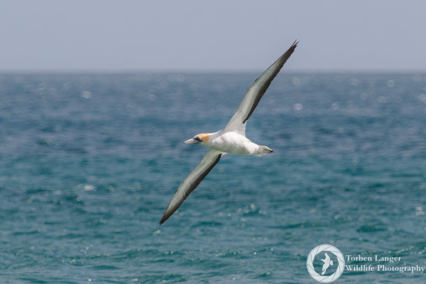 Morus serrator / Australasian Gannet / Australtölpel