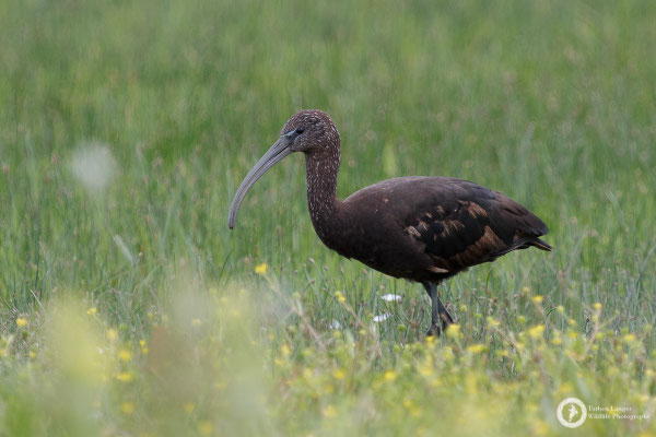 Glossy Ibis