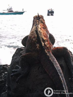 Amblyrhynchus cristatus / Marine Iguana / Meerechse