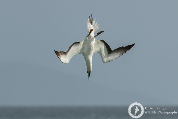Morus serrator / Australasian Gannet / Australtölpel