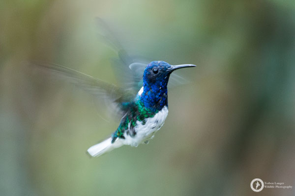 Florisuga mellivora - White-necked Jacobin - Weißnackenkolibri ♂