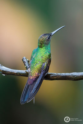 Chalybura buffonii / White-vented Plumeleteer / Blauschwanz-Buffonkolibri ♂