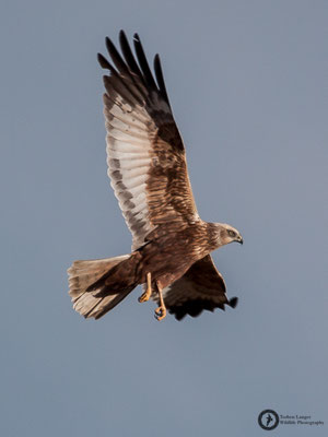Circus aeruginosus / Western Marsh Harrier / Rohrweihe ♂