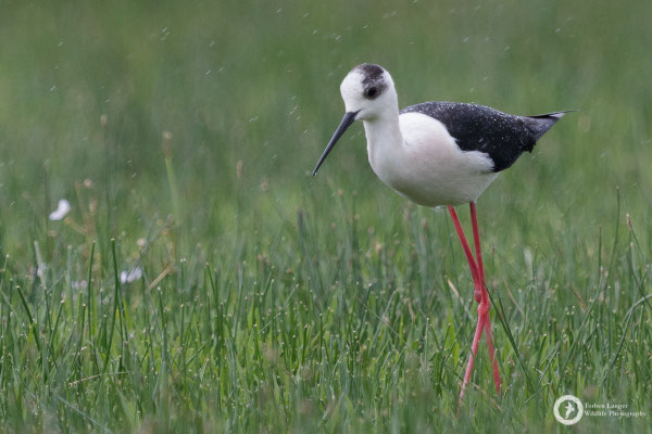 Black-winged Stilt