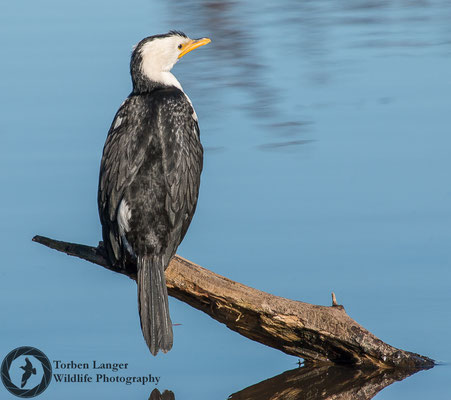 Microcarbo melanoleucos / Little Pied Cormorant / Kräuselscharbe