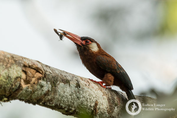 Galbalcyrhynchus leucotis / White-eared Jacamar / Kastanienglanzvogel