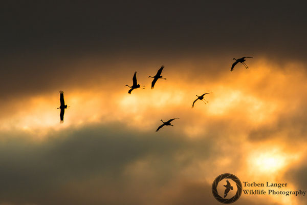 Grus grus / Common Crane / Kranich