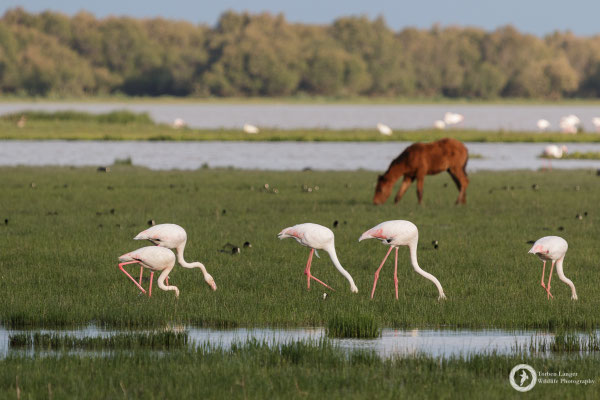 Greater Flamingos