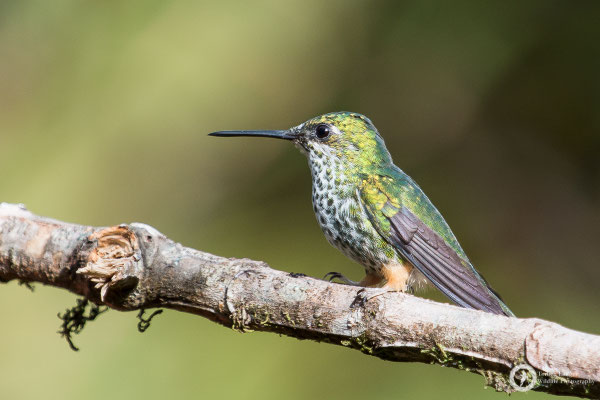 Booted Racket-tail