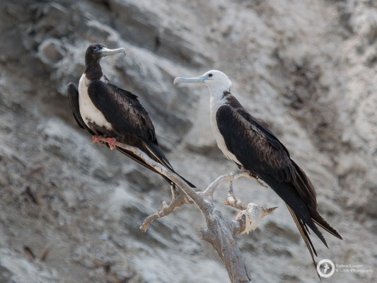 Magnificent Frigatebirds