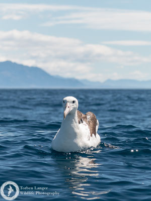 Diomedea sanfordi / Northern Royal Albatross / Nördlicher Königsalbatros