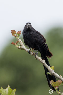 Crotophaga sulcirostris / Groove-billed Ani / Riefenschnabelani